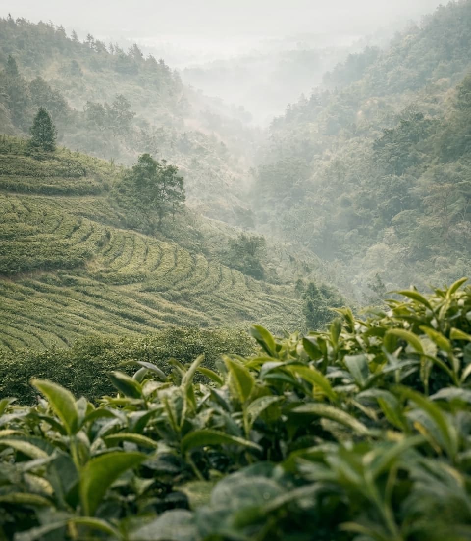 Guizhou matcha green tea mountain tea gardens