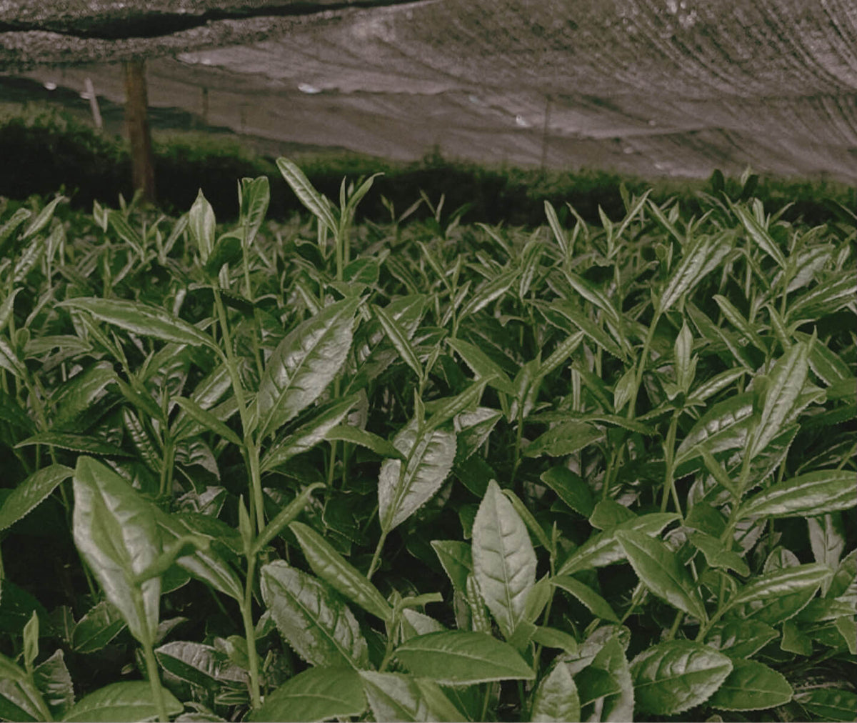 Tea plants in Guizhou being grown under shading