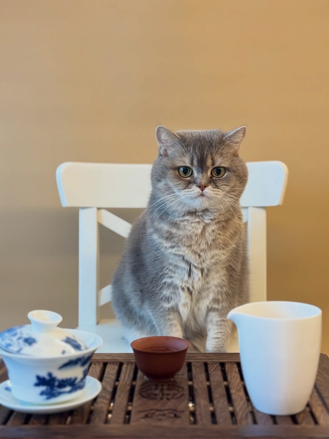 Luna sitting on a chair with a tea tray