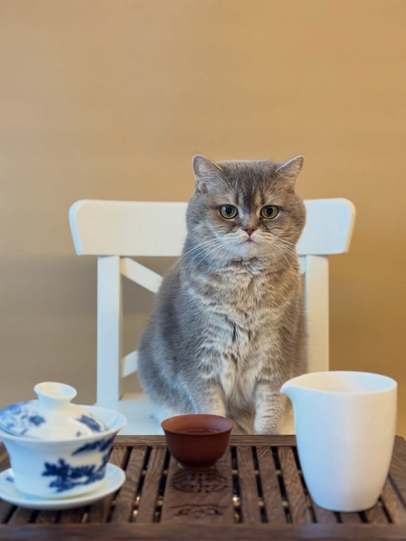 Luna sitting on a chair with a tea tray