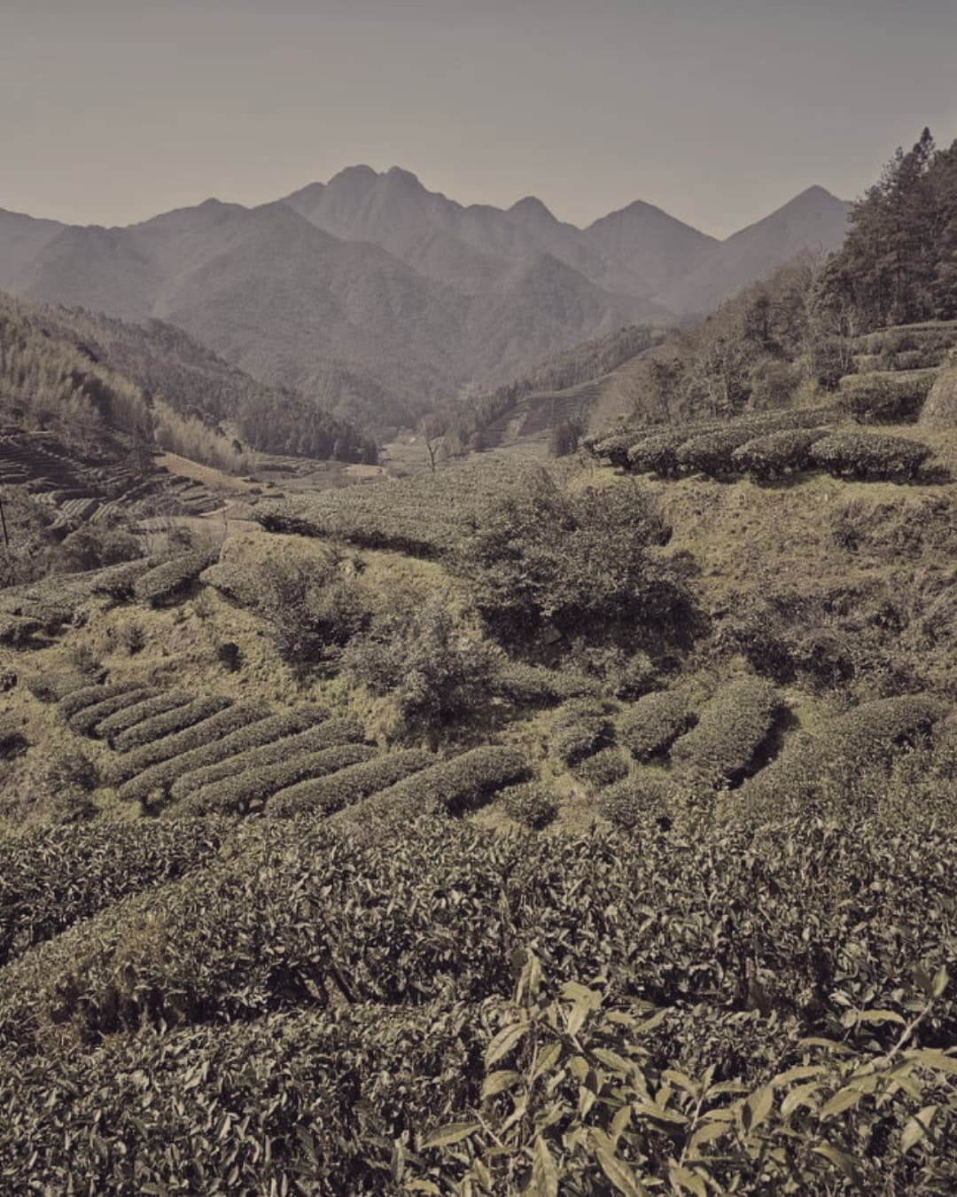 A view over the tea gardens in Wuyi mountains