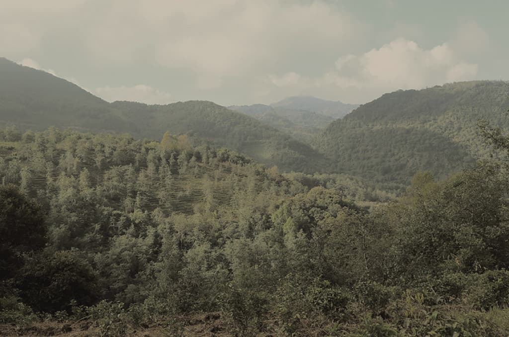 Yunnan mountain tea gardens overview