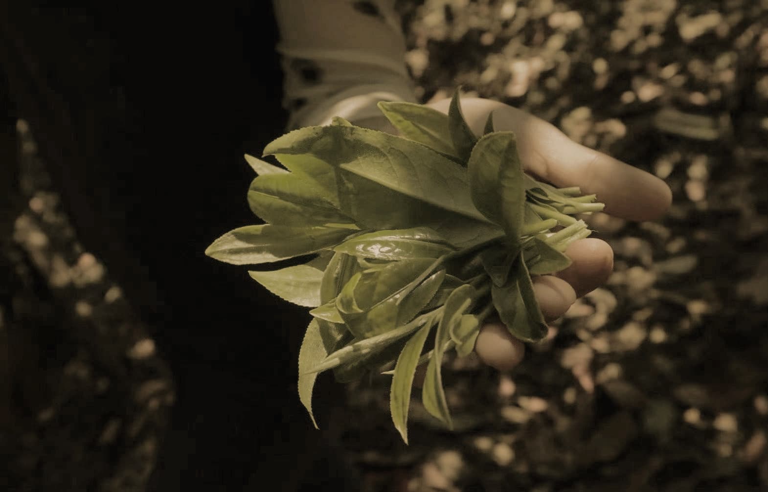 A tea farmer in Yunnan holding a bunch of tea leaves