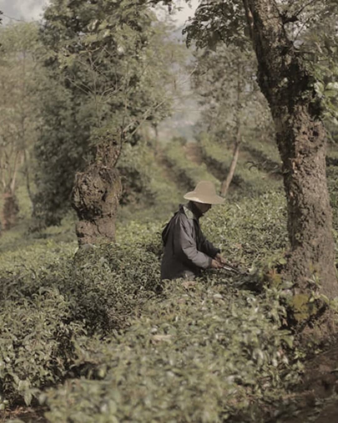 Yunnan tea garden with a farmer at work